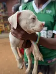 1-3 Month Male Purebred American Pit Bull Terrier Puppy - 1