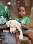 1-3 Month Male Purebred American Pit Bull Terrier Puppy - 2