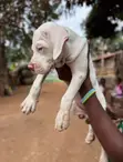 1-3 Month Male Purebred American Pit Bull Terrier Puppy - 3