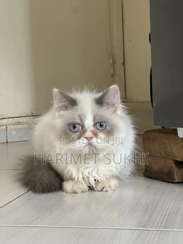 Purebred Persian Kitten - 3-6 Months - 1