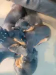 Male Purebred Dachshund Puppy (1-3 Months) - 2
