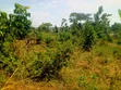 Nampunge Titled Land - 460 sqm - 1
