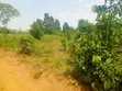 Nampunge Titled Land - 460 sqm - 3