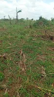Land for Sale in Nakasongola - 1
