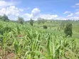 Land for Sale in Nakasongola - 2