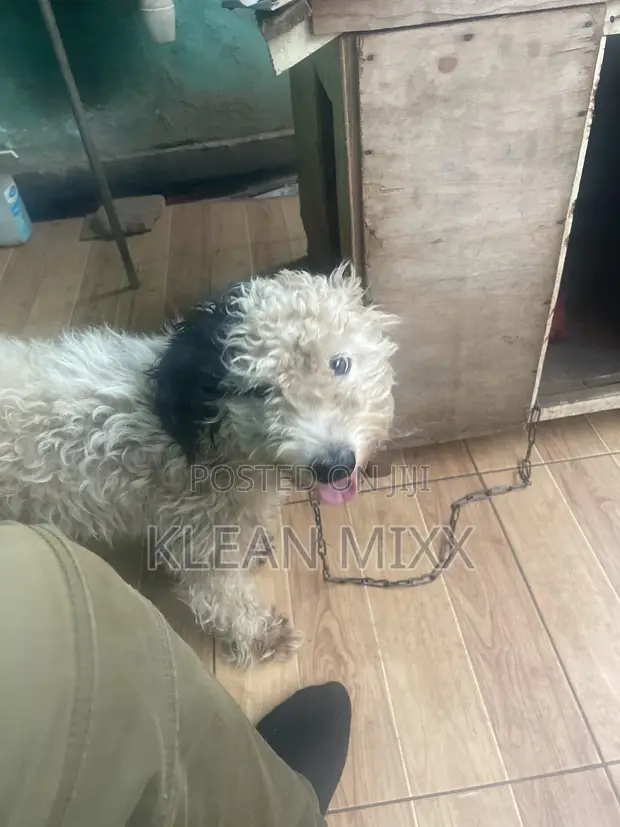Purebred Maltese Puppy, 6-12 Months - 1