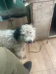 Purebred Maltese Puppy, 6-12 Months - 1