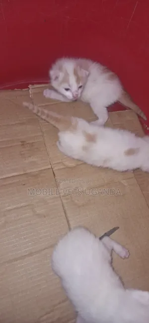 Female Exotic Kitten, 0-1 Month Old