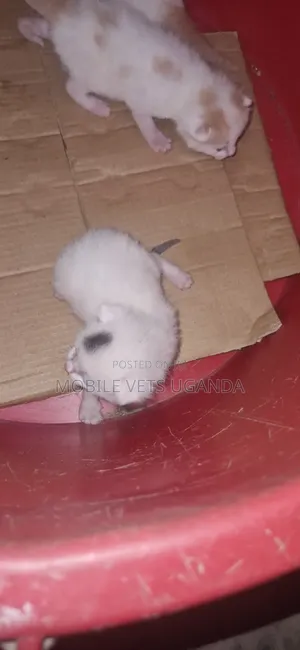 Male Purebred Tabby Kitten (0-1 Month)