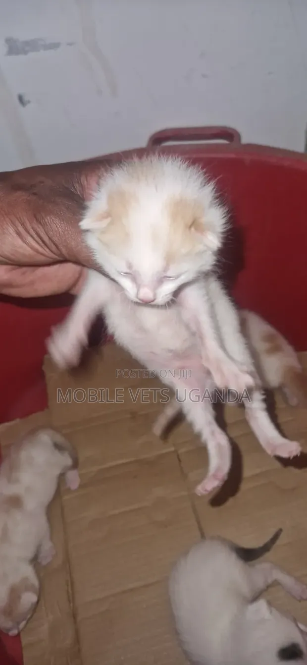 Purebred Ocicat Kitten - 0-1 Month Male - 1