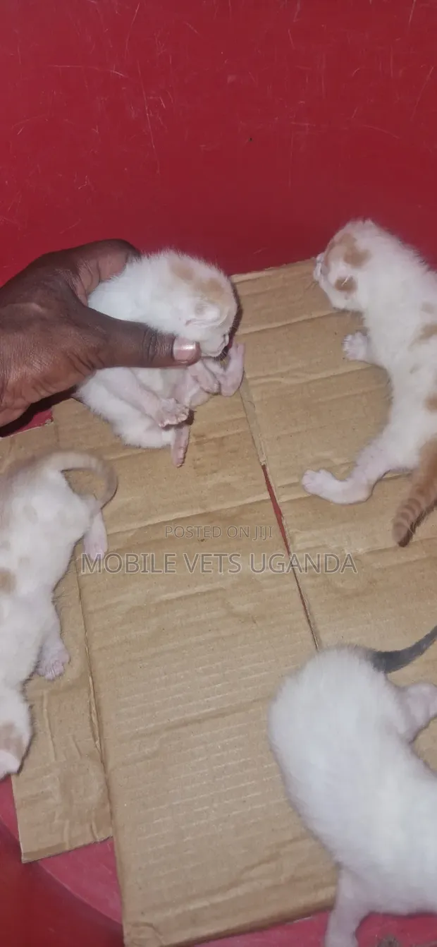 Female Purebred Tonkinese Kitten, 1-3 Months Old - 1