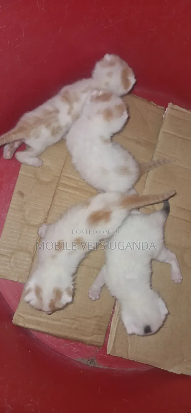 Purebred Bombay Kitten - 0-1 Month Male - 1