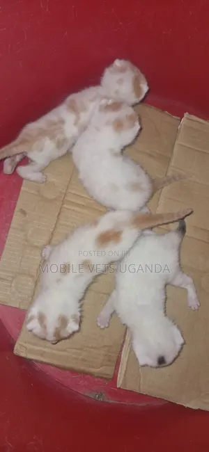 Purebred Bombay Kitten - 0-1 Month Male