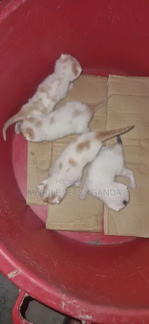 Female Purebred Turkish Angora Kitten (1-3 Months)