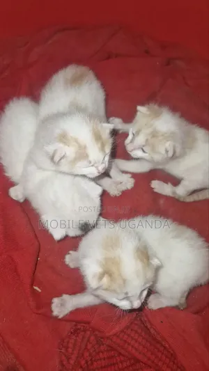 Female American Bobtail Kitten (0-1 Month)