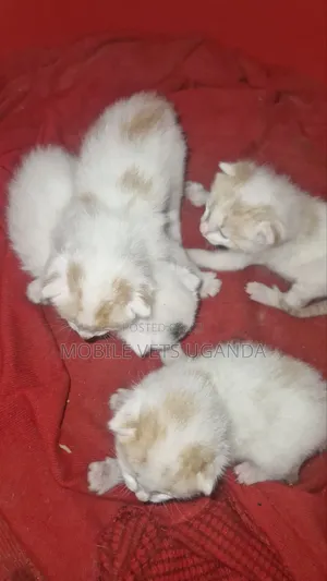 Female Tonkinese Kitten (0-1 Month)