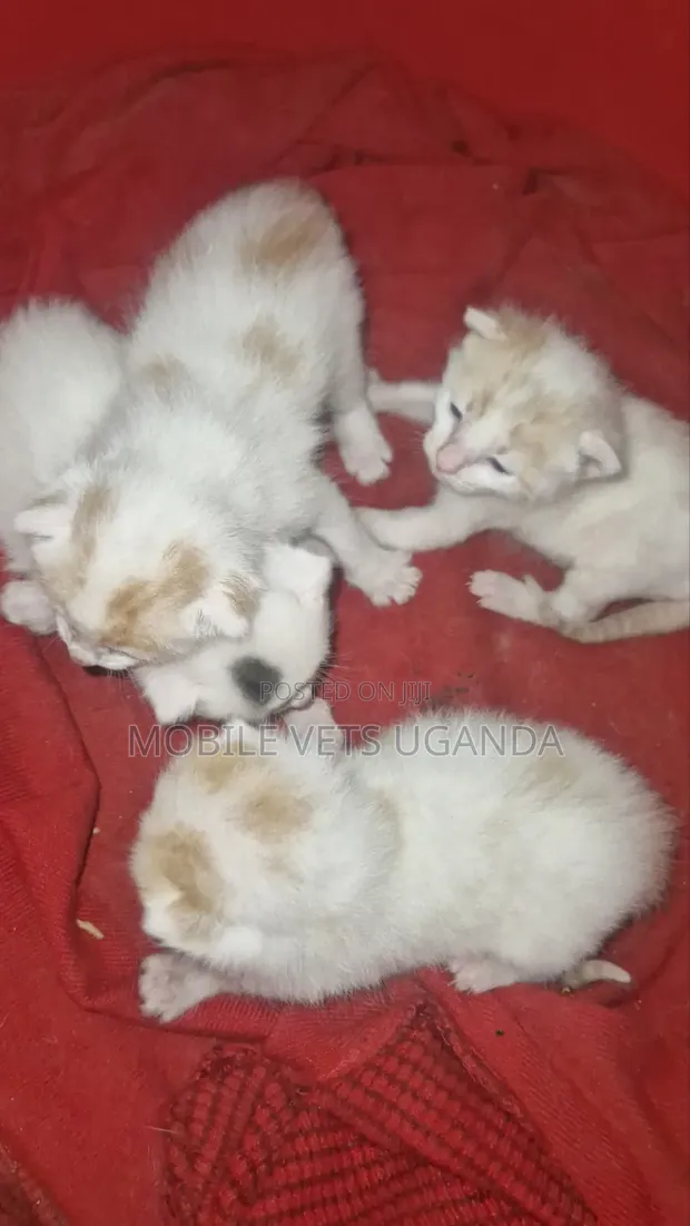 Female Ragdoll Kitten (0-1 Month) - 1