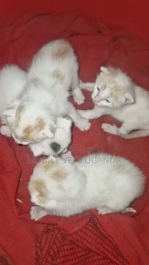 Female Ragdoll Kitten (0-1 Month)