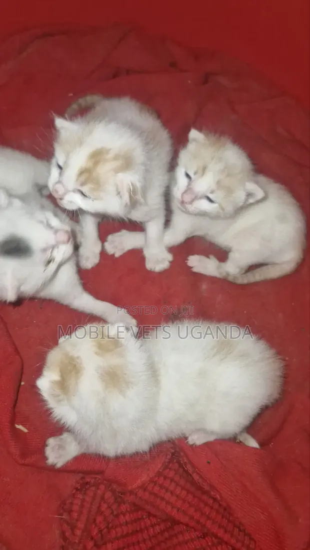 1-3 Month Male Purebred Turkish Van Kitten - 1