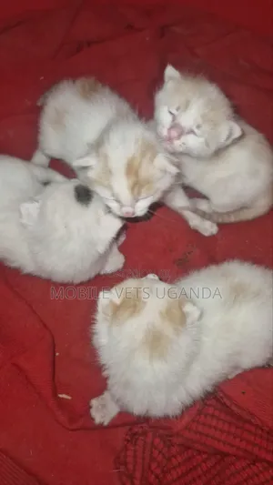 1-3 Month Male Purebred Devon Rex Kitten