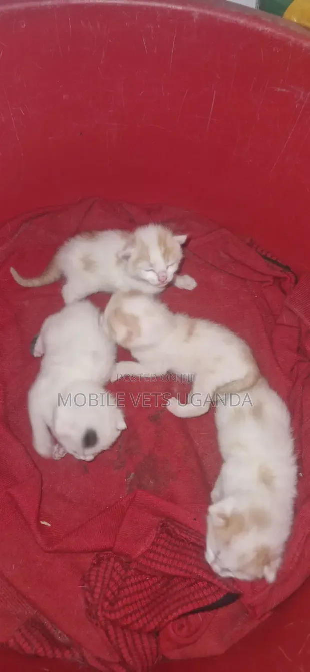 1-3 Month Male Purebred American Curl Kitten - 1