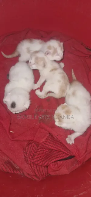 Purebred Bombay Kitten - 1-3 Months Old