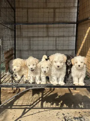 Purebred Male Maltese Puppy (1-3 Months)