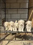 Purebred Male Maltese Puppy (1-3 Months) - 1