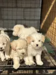 Purebred Male Maltese Puppy (1-3 Months) - 2
