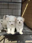 Purebred Male Maltese Puppy (1-3 Months) - 4