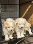 Purebred Male Maltese Puppy (1-3 Months) - 5