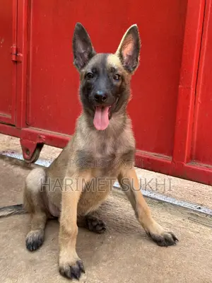 3-6 Month Male Purebred Belgian Malinois Puppy