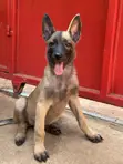 3-6 Month Male Purebred Belgian Malinois Puppy - 1