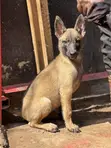 3-6 Month Male Purebred Belgian Malinois Puppy - 2