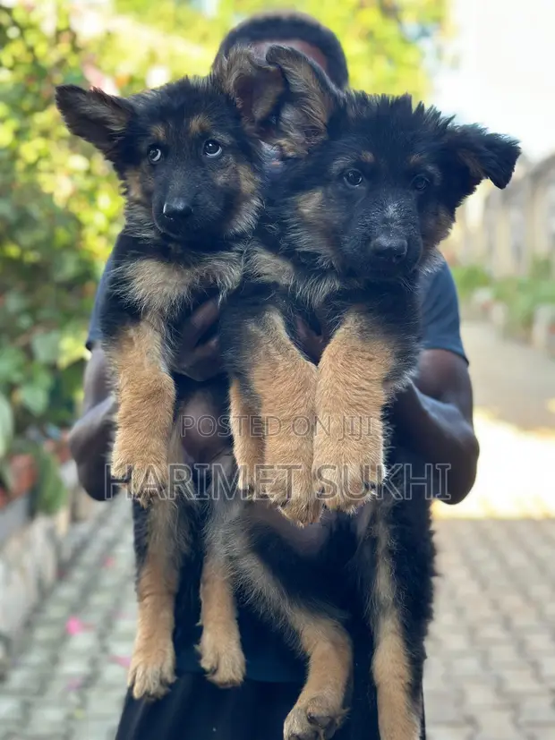 3-6 Month Male Purebred German Shepherd - 1