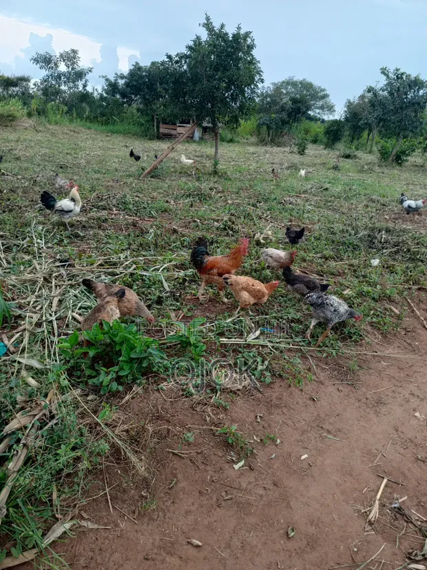 Mature Roosters and Hens for Sale - 1