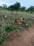 Mature Roosters and Hens for Sale - 1