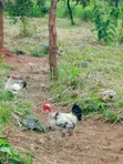 Mature Roosters and Hens for Sale - 2