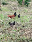 Mature Roosters and Hens for Sale - 3