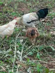 Mature Roosters and Hens for Sale - 4
