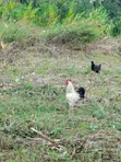Mature Roosters and Hens for Sale - 5