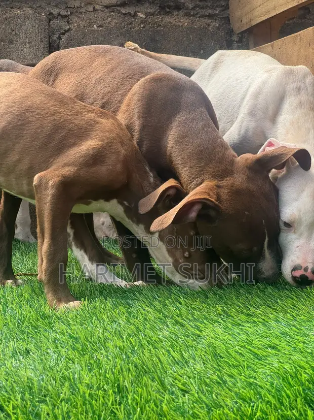 1-3 Month Old Male Purebred American Pit Bull Terrier - 1