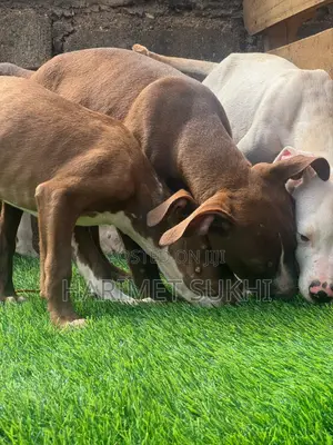 1-3 Month Old Male Purebred American Pit Bull Terrier