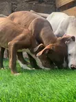 1-3 Month Old Male Purebred American Pit Bull Terrier - 1