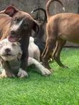 1-3 Month Old Male Purebred American Pit Bull Terrier - 2