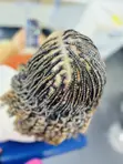 Mobile Hair Braiding Services - 1