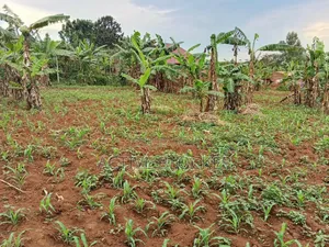 1 Acre Commercial Land for Sale in Namugongo Joggo Budugala