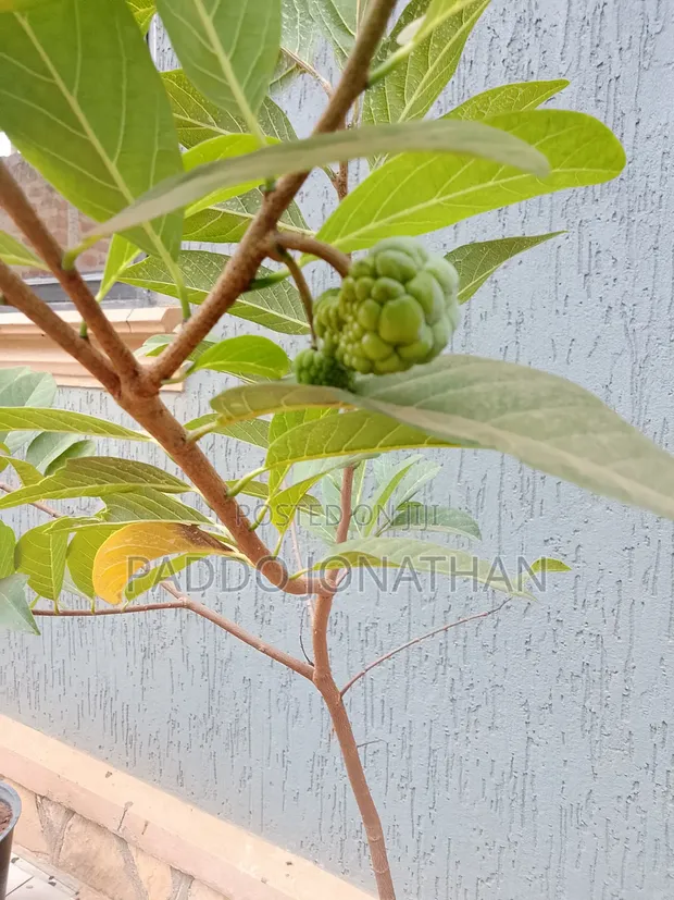 Custard Apple Seedlings (1 Year Old) - 1