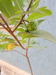 Custard Apple Seedlings (1 Year Old) - 1