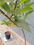 Custard Apple Seedlings (1 Year Old) - 2
